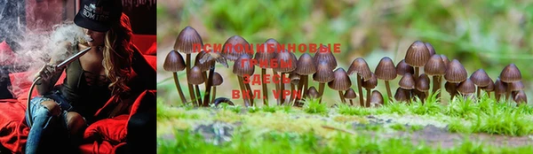 PSILOCYBIN Абинск